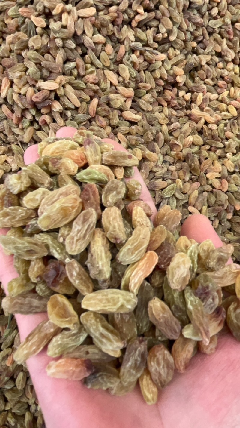 新疆吐鲁番无核白葡萄干黄，都是现在，量大从优