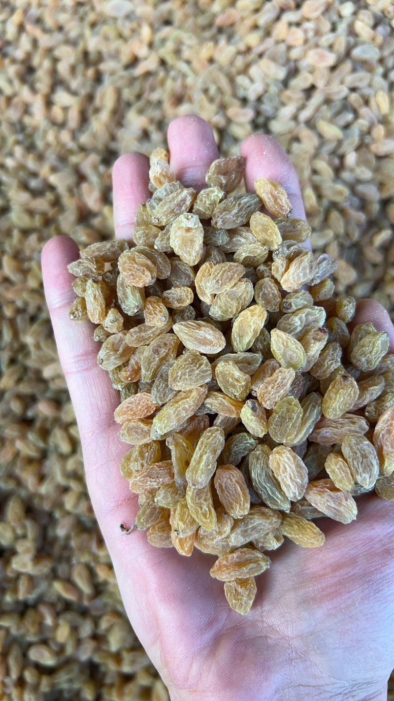 新疆吐鲁番无核白葡萄干黄，都是现在，量大从优