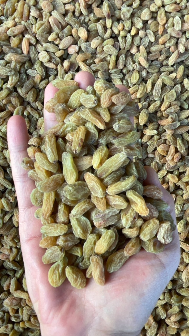 新疆吐鲁番无核白葡萄干黄，都是现在，量大从优