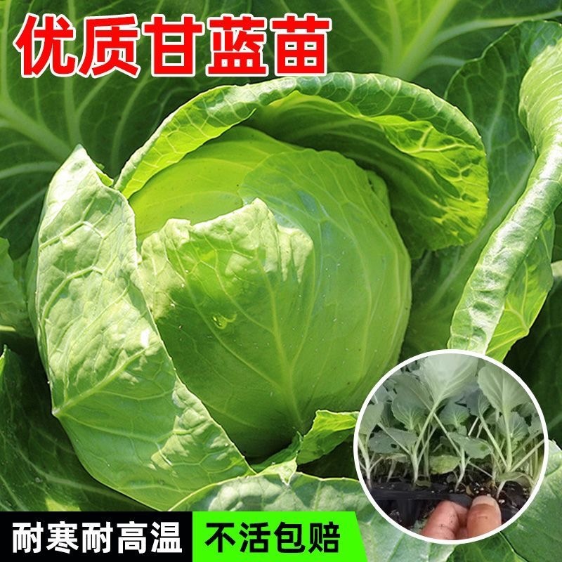 绿甘蓝秧苗卷心菜秧苗绿甘蓝苗秋冬耐寒蔬菜苗冬天菜苗