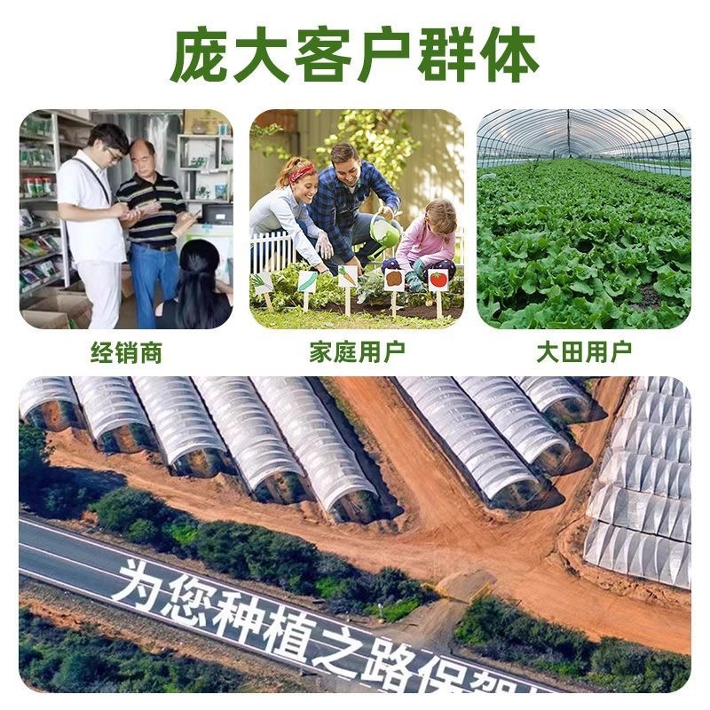 绿甘蓝秧苗卷心菜秧苗绿甘蓝苗秋冬耐寒蔬菜苗冬天菜苗