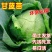 绿甘蓝秧苗卷心菜秧苗绿甘蓝苗秋冬耐寒蔬菜苗冬天菜苗