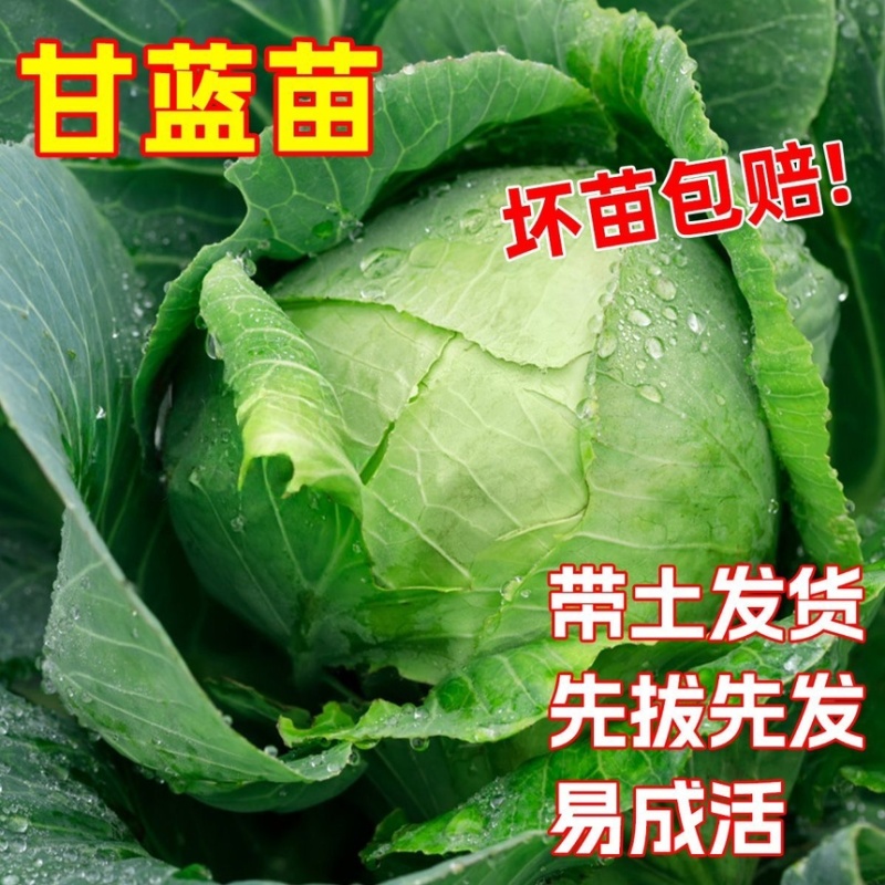 绿甘蓝秧苗卷心菜秧苗绿甘蓝苗秋冬耐寒蔬菜苗冬天菜苗