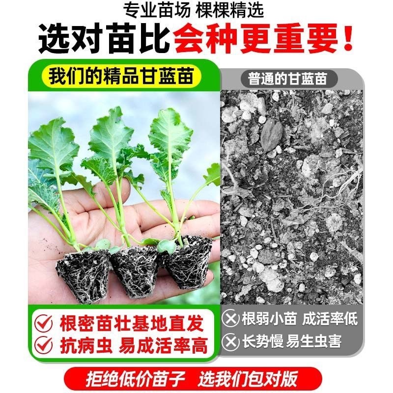 绿甘蓝秧苗卷心菜秧苗绿甘蓝苗秋冬耐寒蔬菜苗冬天菜苗