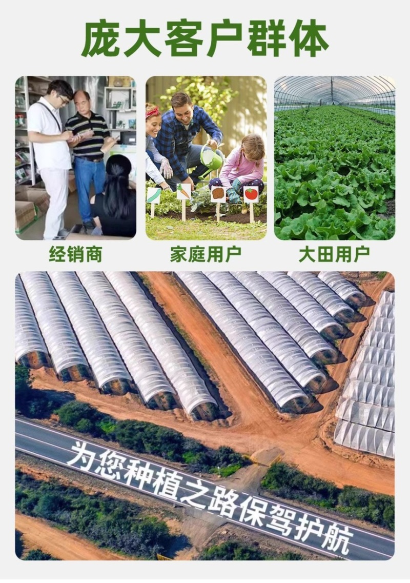 绿甘蓝秧苗卷心菜秧苗绿甘蓝苗秋冬耐寒蔬菜苗冬天菜苗