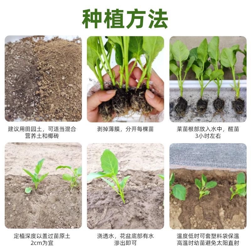 绿甘蓝秧苗卷心菜秧苗绿甘蓝苗秋冬耐寒蔬菜苗冬天菜苗