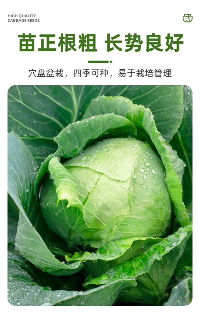 绿甘蓝秧苗卷心菜秧苗绿甘蓝苗秋冬耐寒蔬菜苗冬天菜苗