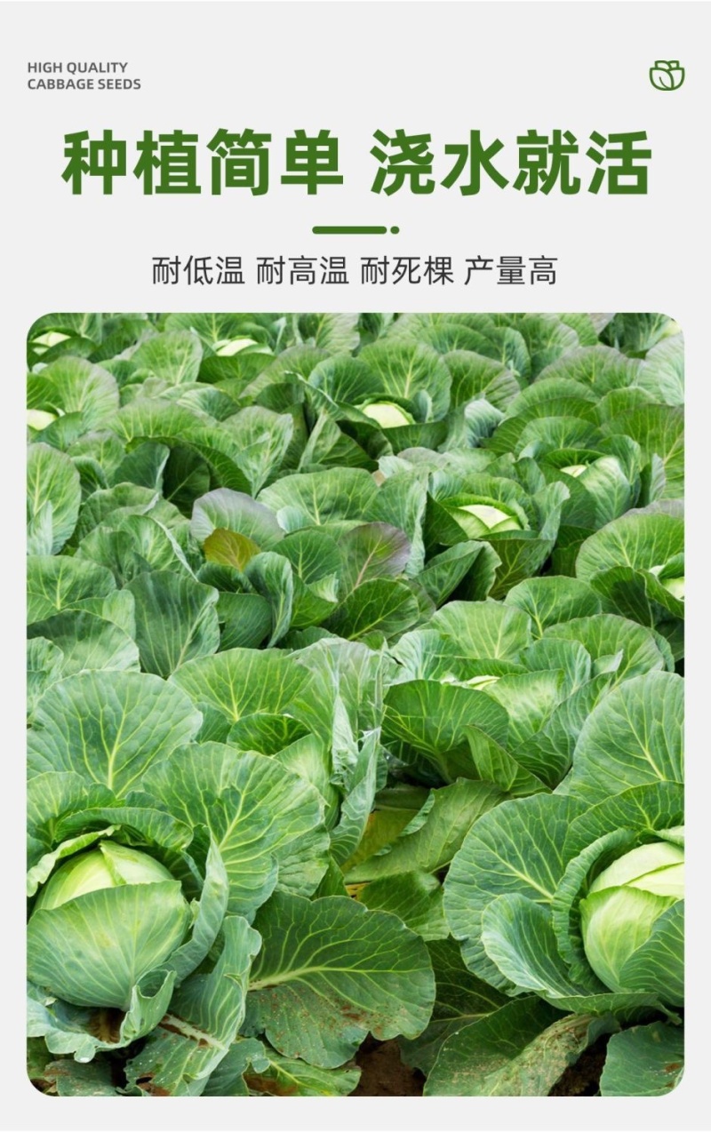 绿甘蓝秧苗卷心菜秧苗绿甘蓝苗秋冬耐寒蔬菜苗冬天菜苗