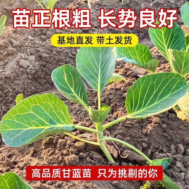 绿甘蓝秧苗卷心菜秧苗绿甘蓝苗秋冬耐寒蔬菜苗冬天菜苗
