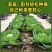 绿甘蓝秧苗卷心菜秧苗绿甘蓝苗秋冬耐寒蔬菜苗冬天菜苗