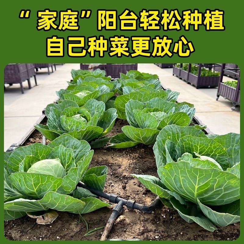 绿甘蓝秧苗卷心菜秧苗绿甘蓝苗秋冬耐寒蔬菜苗冬天菜苗