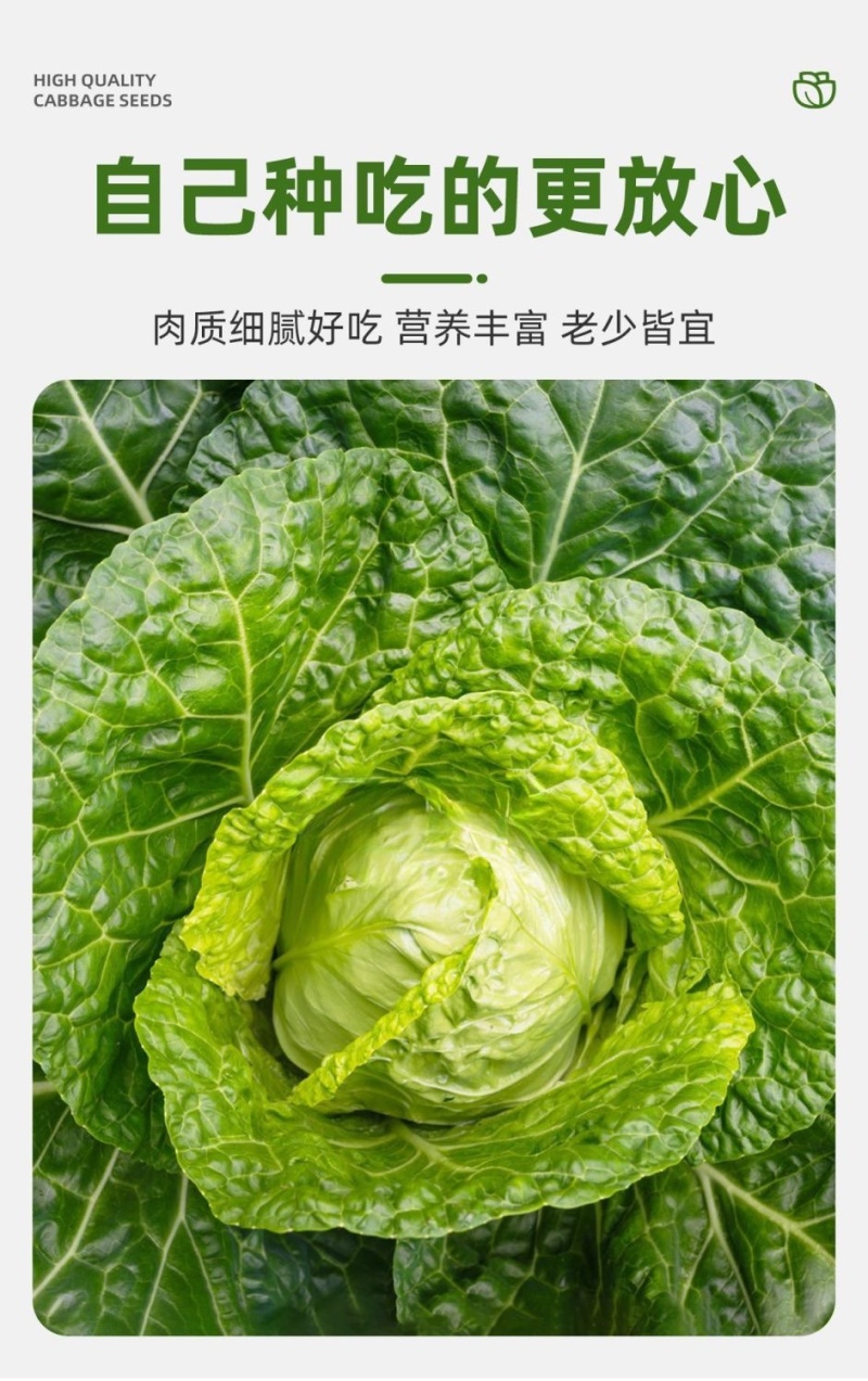 绿甘蓝秧苗卷心菜秧苗绿甘蓝苗秋冬耐寒蔬菜苗冬天菜苗