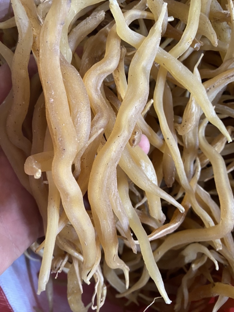 野生大条天冬