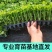 芹菜苗四季芹菜苗皇后大西芹苗秧苗寿光苗长直发