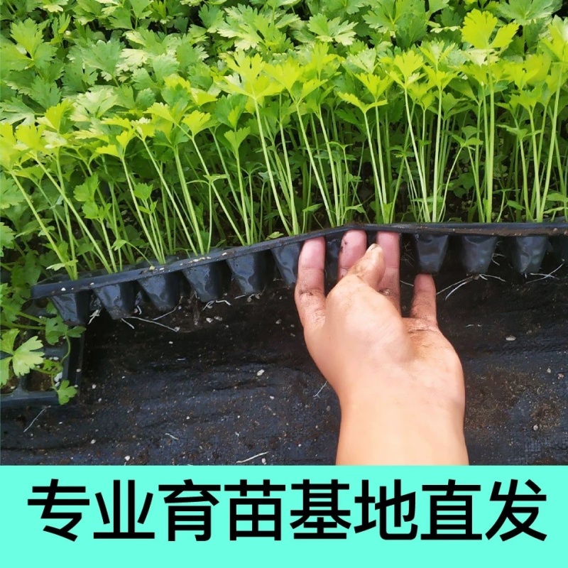 芹菜苗四季芹菜苗皇后大西芹苗秧苗寿光苗长直发