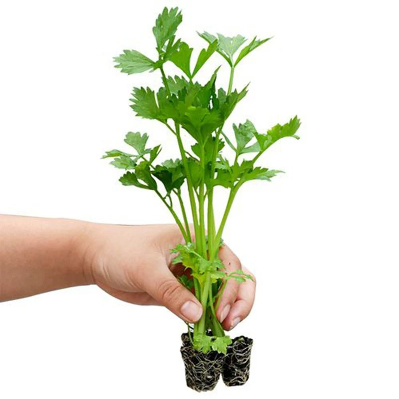 芹菜苗四季芹菜苗皇后大西芹苗秧苗寿光苗长直发