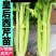 芹菜苗四季芹菜苗皇后大西芹苗秧苗寿光苗长直发
