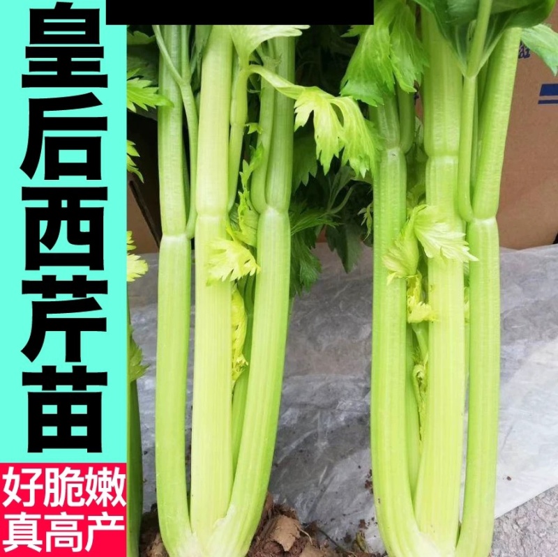 芹菜苗四季芹菜苗皇后大西芹苗秧苗寿光苗长直发