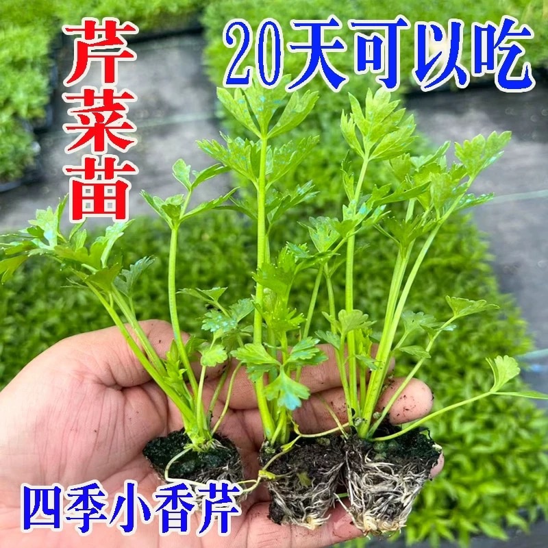 芹菜苗四季芹菜苗皇后大西芹苗秧苗寿光苗长直发