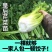 芹菜苗四季芹菜苗皇后大西芹苗秧苗寿光苗长直发