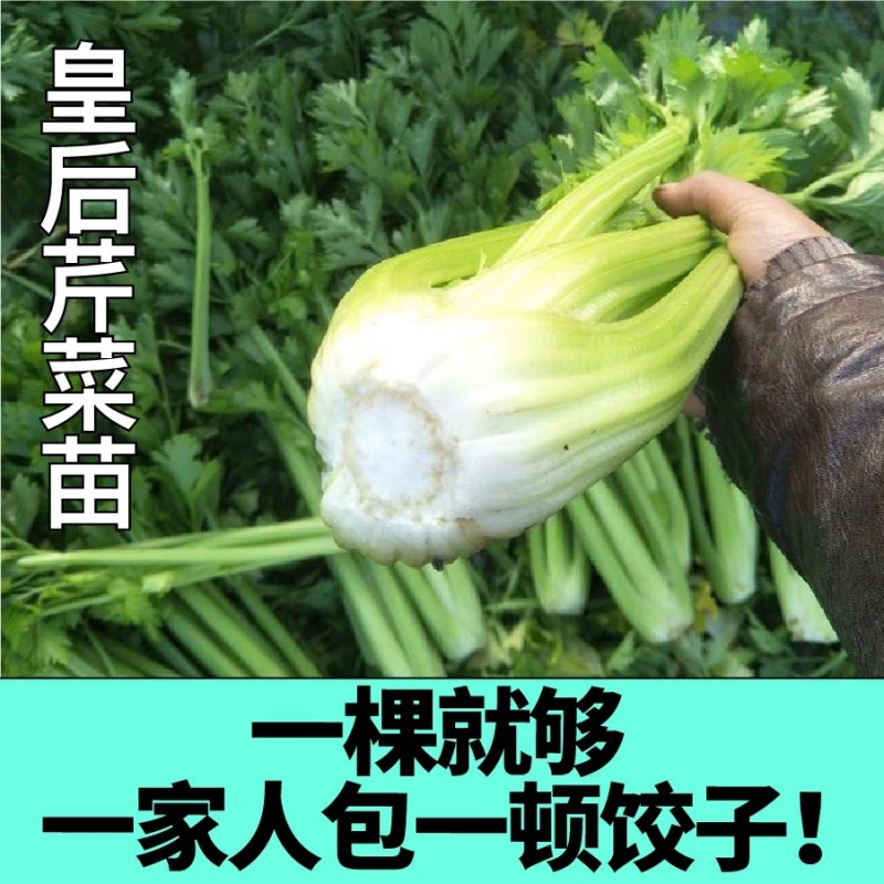 芹菜苗四季芹菜苗皇后大西芹苗秧苗寿光苗长直发