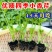 芹菜苗四季芹菜苗皇后大西芹苗秧苗寿光苗长直发