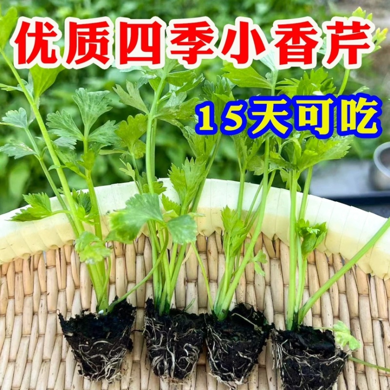 芹菜苗四季芹菜苗皇后大西芹苗秧苗寿光苗长直发