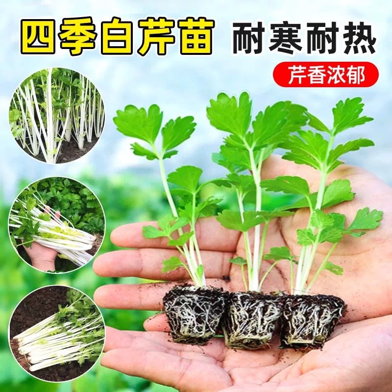 芹菜苗四季芹菜苗皇后大西芹苗秧苗寿光苗长直发