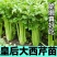 芹菜苗四季芹菜苗皇后大西芹苗秧苗寿光苗长直发