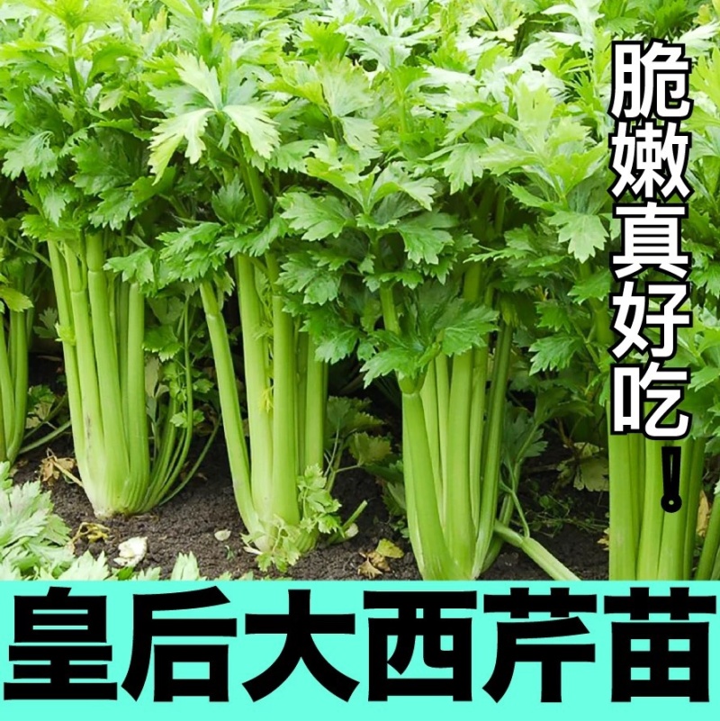 芹菜苗四季芹菜苗皇后大西芹苗秧苗寿光苗长直发