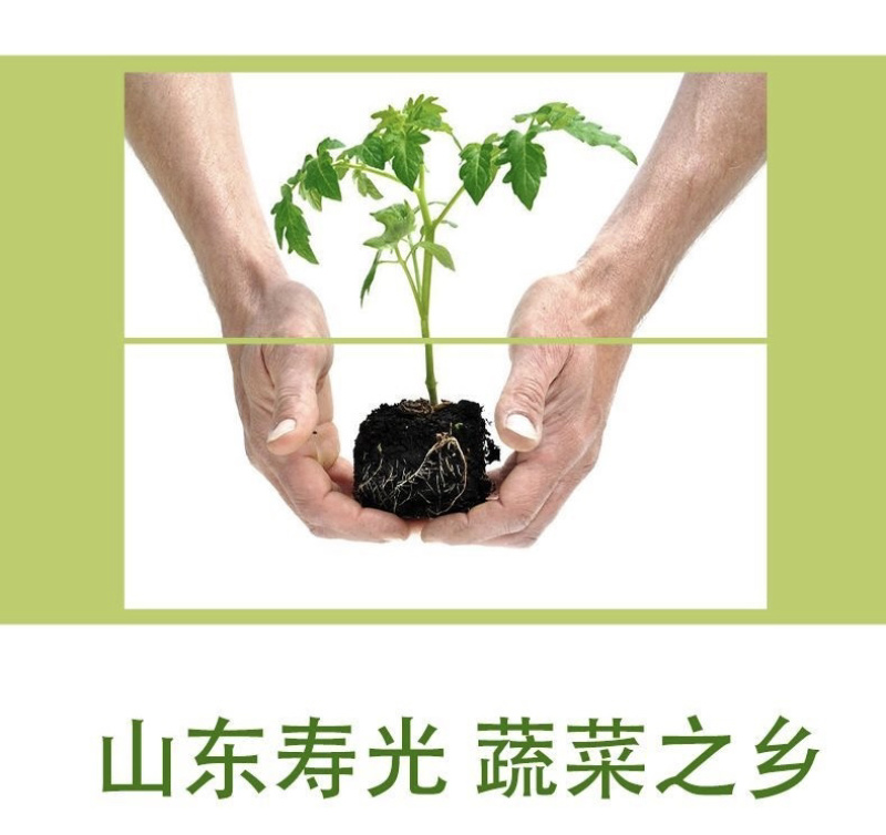 芹菜苗四季芹菜苗皇后大西芹苗秧苗寿光苗长直发