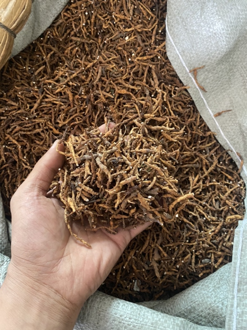 水洗九节菖蒲无土，无沙石