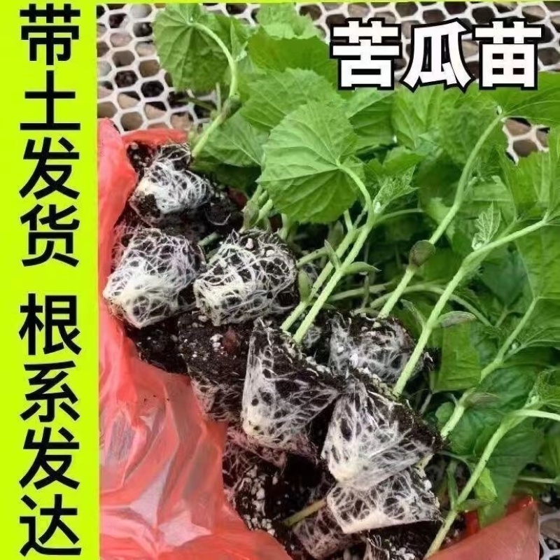 苦瓜苗带土高产抗病春天秧苗幼苗寿光苗厂直发强雌