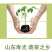 苦瓜苗带土高产抗病春天秧苗幼苗寿光苗厂直发强雌