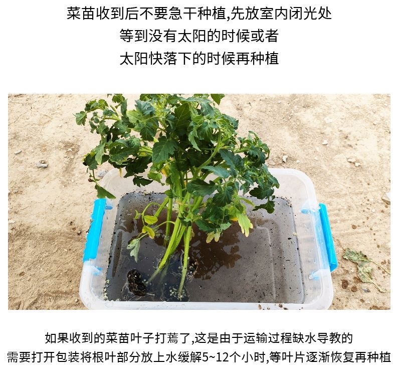 苦瓜苗带土高产抗病春天秧苗幼苗寿光苗厂直发强雌