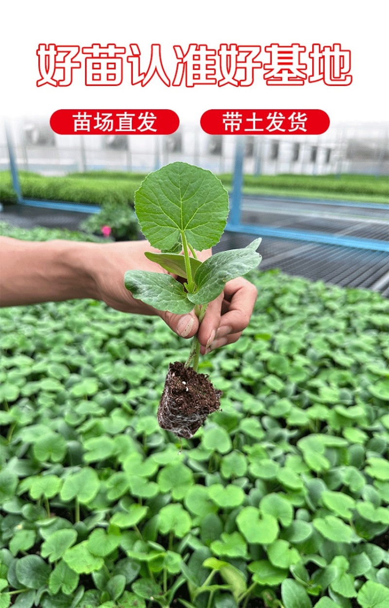 苦瓜苗带土高产抗病春天秧苗幼苗寿光苗厂直发强雌