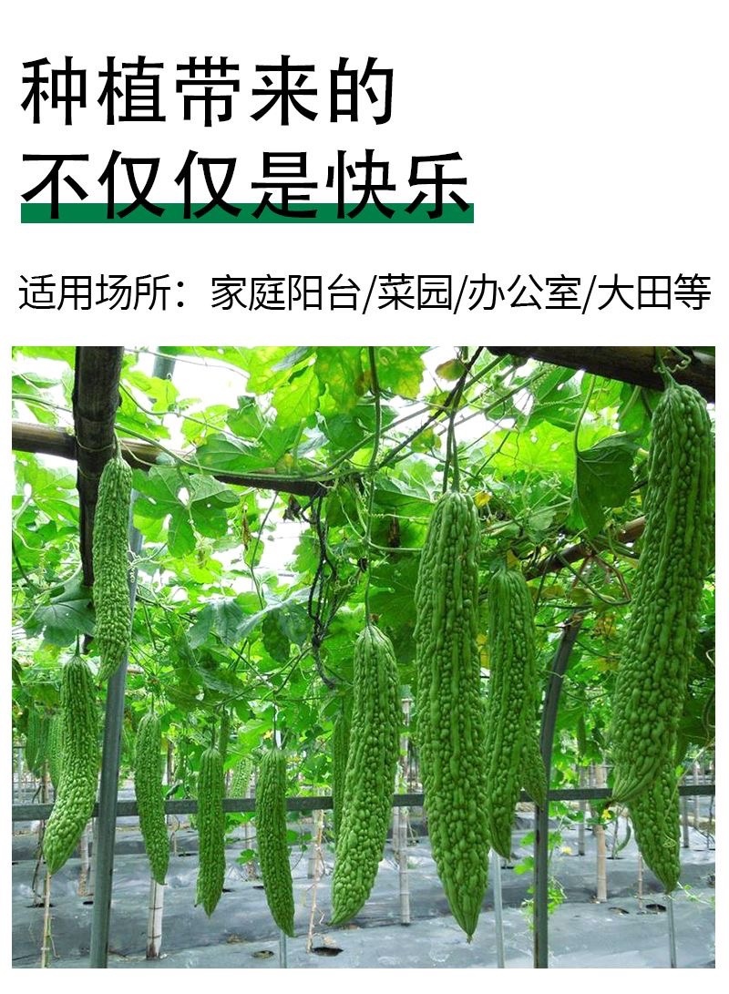 苦瓜苗带土高产抗病春天秧苗幼苗寿光苗厂直发强雌