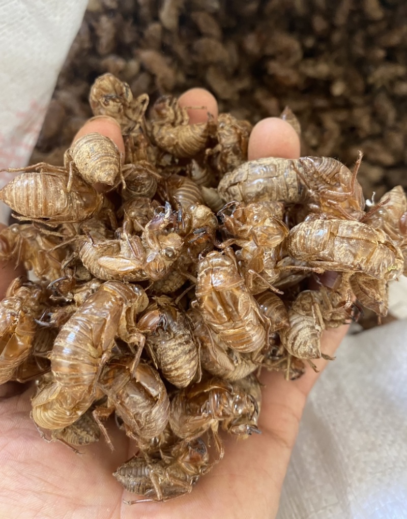 蝉蜕原产地供应保质保量全国发货让您的选择物超所值