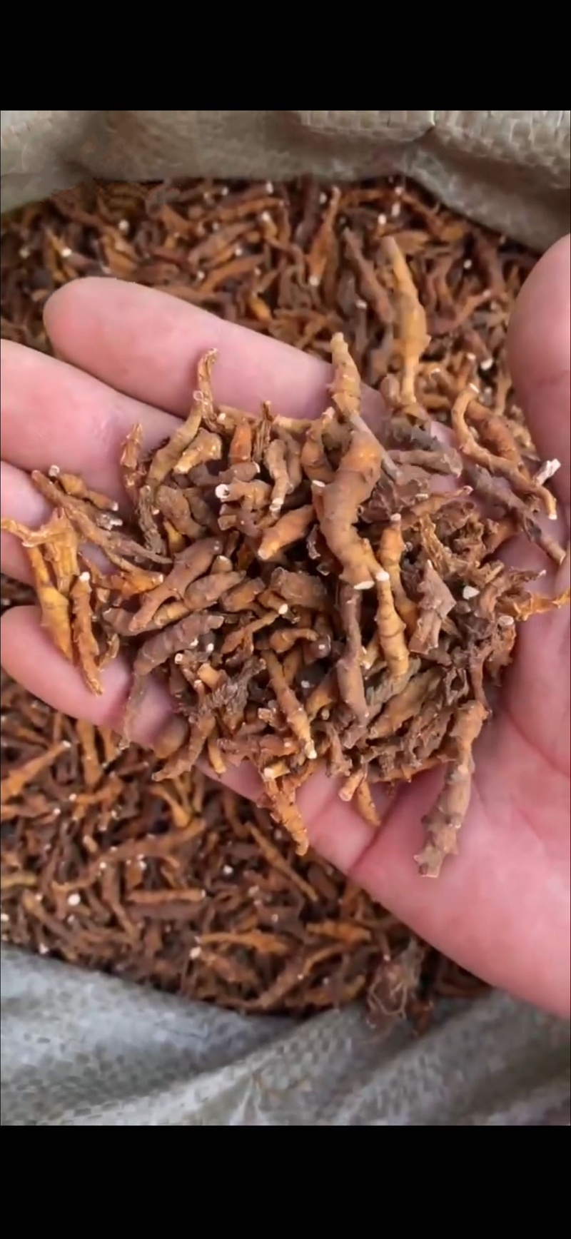水洗九节菖蒲无土，无沙石