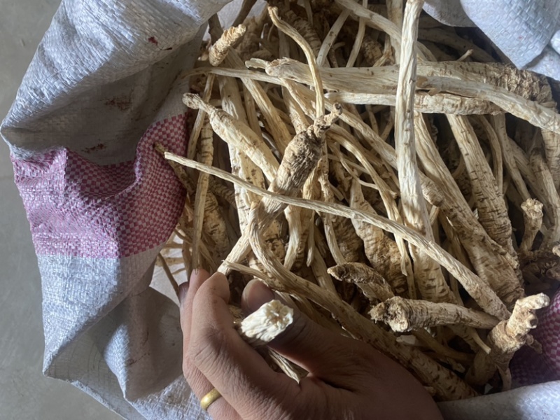 野生南沙参泡参
