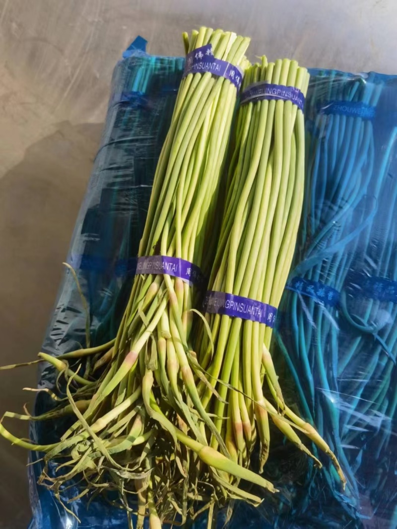 【蒜薹】金乡红帽蒜薹，热卖中，赶大集，产地直销。一吨起批