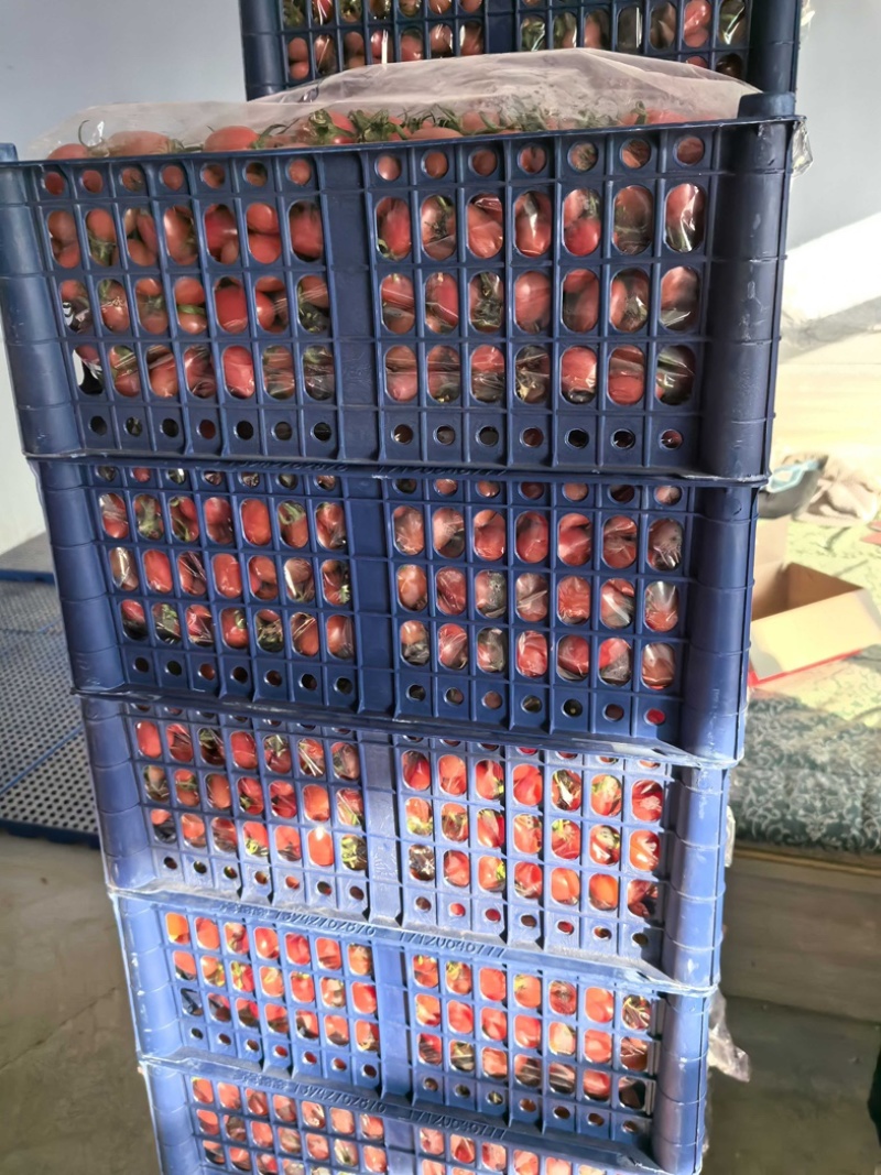盘锦精品碧娇小柿子新鲜采摘圣女果一手货源