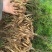 【牛商推荐】天冬苗广西天冬苗全程指导种植成活率高