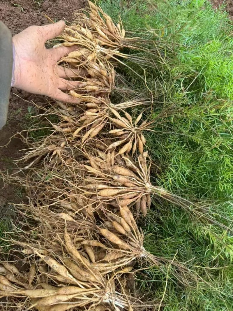 【牛商推荐】天冬苗广西天冬苗全程指导种植成活率高