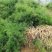 【牛商推荐】天冬苗广西天冬苗全程指导种植成活率高