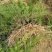 【牛商推荐】天冬苗广西天冬苗全程指导种植成活率高