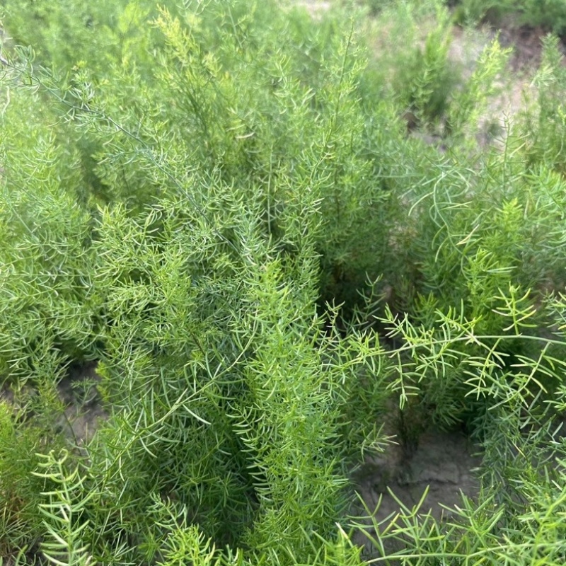 【牛商推荐】天冬苗广西天冬苗全程指导种植成活率高