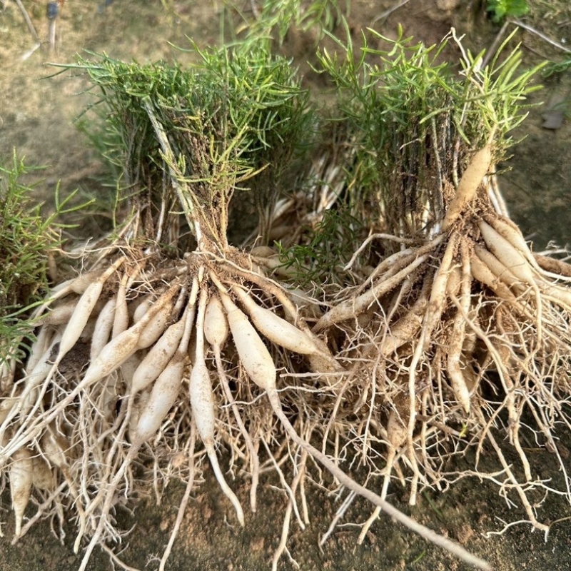 【牛商推荐】天冬苗广西天冬苗全程指导种植成活率高