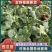 【品质保障】安徽麒麟无籽西瓜苗嫁接苗量大优惠可视频看货