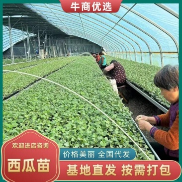 【量大优惠】美都无籽西瓜苗嫁接苗品质保障可视频看货